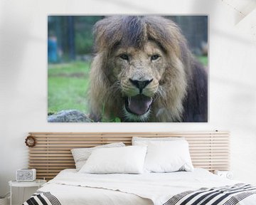 dieren leeuwen van Remko van der Hoek- Zijdemans