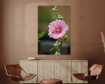 Abeille s'approchant de la rose trémière (Alcea rosea).