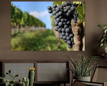 Saftige Rotweintrauben an einem Rebstock von Rüdiger Rebmann