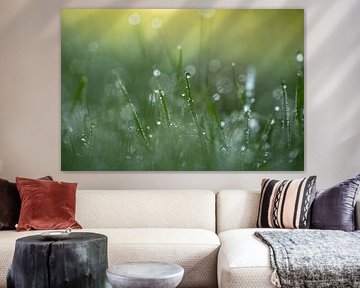 Morgenglanz (Tautropfen im Gras) von Birgitte Bergman