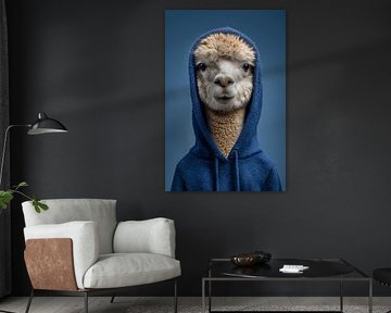 Alpaga avec sweat à capuche sur Cafe Noir