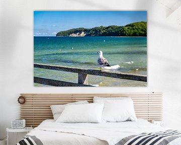 Vue d'une mouette sur la plage de Binz sur Andreas Völkel