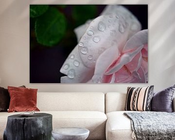 Regendruppels op roos van Vrije Vlinder Fotografie