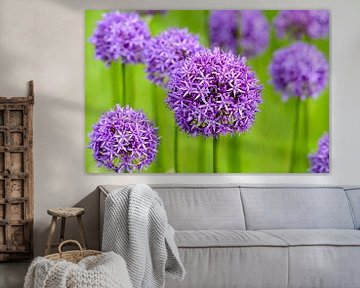 Allium paarse bollen van Ronald van Emmerik