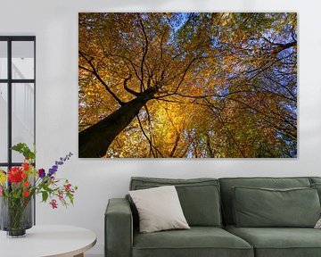 trees from below with coloured autumn leaves by Remco Van Daalen