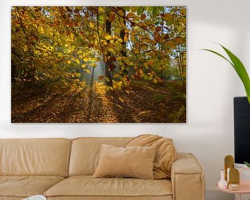 Sun through autumn leaves with mist by Remco Van Daalen