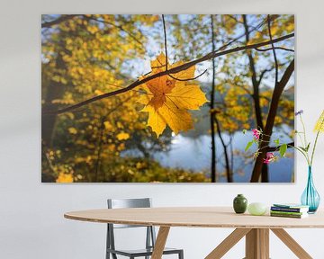 Autumn leaf in backlight by Remco Van Daalen