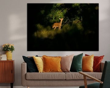 Ziege im Rampenlicht