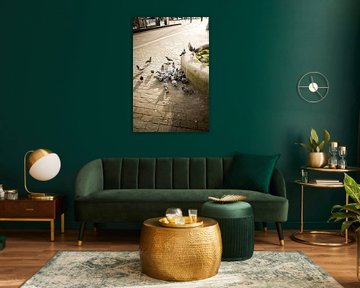 Street Pigeons. van Jim Mook