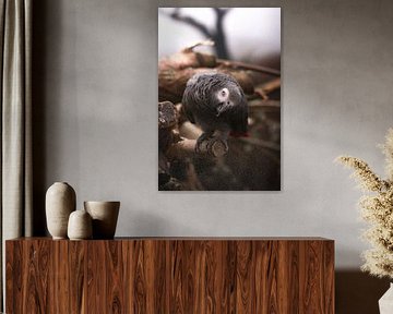 Parrot. van Jim Mook