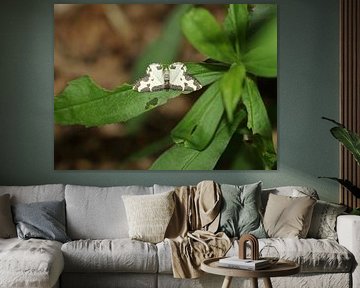 Vogelschmeiß-Spanner