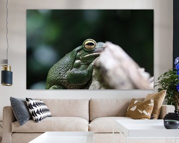 Neuguinea-Riesenlaubfrosch