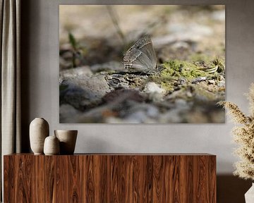 Blauer Eichen-Zipfelfalter