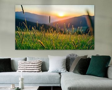 Avondlicht in de zee van grassen