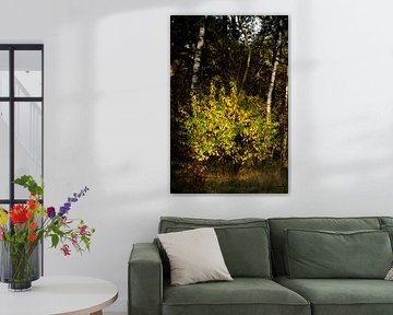 A shrub with autumn colours in the sunlight by Gerard de Zwaan