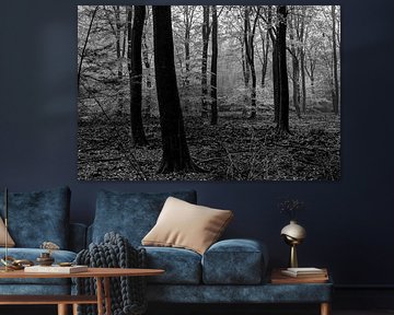 Herbststimmung im alten Wald der Veluwe