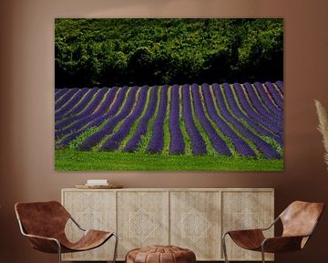 PROVENCE van Miroslav Ptacek