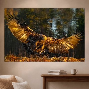 Steenarend (Aquila chrysaetos), Golden Eagle, Zweden.