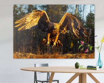 Aigle royal (Aquila chrysaetos), Aigle royal, Suède. sur Gert Hilbink