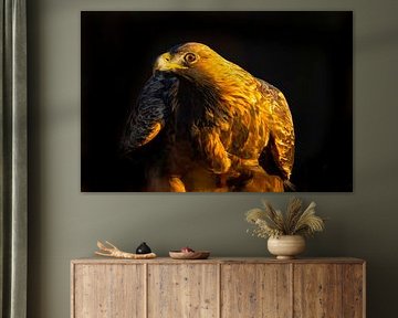 Aigle royal (Aquila chrysaetos), Aigle royal, Suède. sur Gert Hilbink