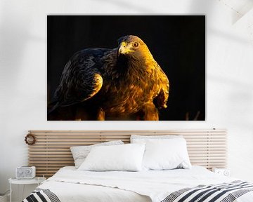 Aigle royal (Aquila chrysaetos), Aigle royal, Suède. sur Gert Hilbink