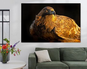 Aigle royal (Aquila chrysaetos), Aigle royal, Suède. sur Gert Hilbink