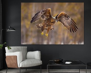 Aigle royal (Aquila chrysaetos), Aigle royal, Suède. sur Gert Hilbink