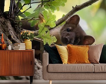 Tree marten by Pics by TL