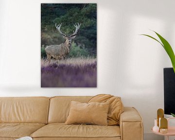 Red deer by Pics by TL