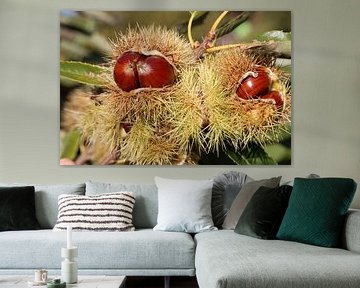 Chestnuts or sweet chestnuts in the shell