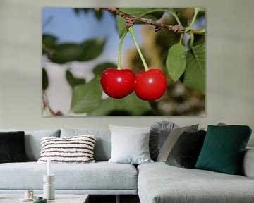 Leckere Sauerkirschen von Rüdiger Rebmann