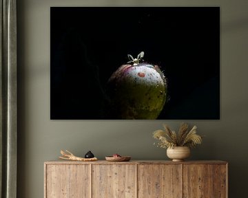 Ercolania endophytophaga zeeslak (nudibranch), Tulamben, Bali, Indonesië