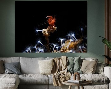 Hairy Shrimp (Phycocaris simulans) , Tulamben, Bali, Indonesië