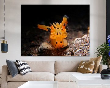 Pikachu zeeslak (nudibranch), Tulamben, Bali, Indonesië