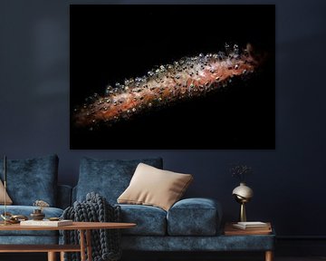 Visseneitjes, Tulamben, Bali, Indonesië