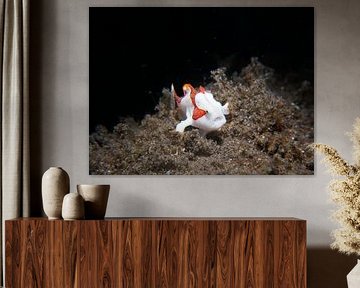 Juvenile Clown Frogfish (Antennarius maculatus), Tulamben, Bali, Indonesia