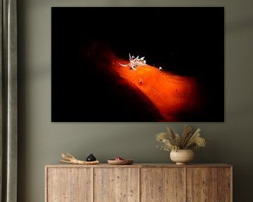 Indian Caloria zeeslak (nudibranch), Tulamben, Bali, Indonesië