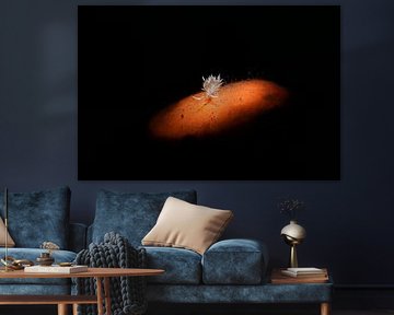 Cratena simba (nudibranch, Thecacera pacifica, Tulamben, Bali, Indonesië