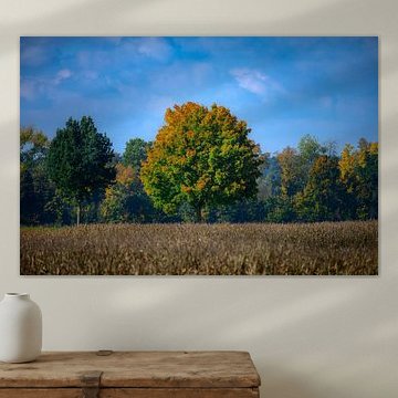 Herfstlandschap met kleurrijke bladeren in Schrobenhausen