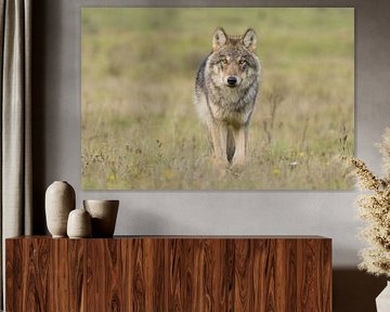 The Wolf in the Netherlands by Menno Schaefer