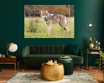 The Wolf in the Netherlands by Menno Schaefer