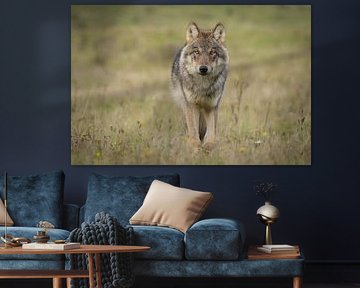 Le loup aux Pays-Bas sur Menno Schaefer