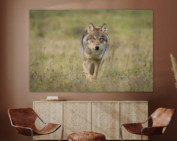 The Wolf in the Netherlands by Menno Schaefer