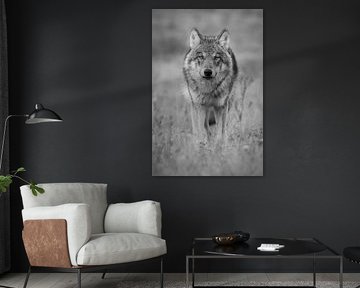 The Wolf in the Netherlands by Menno Schaefer