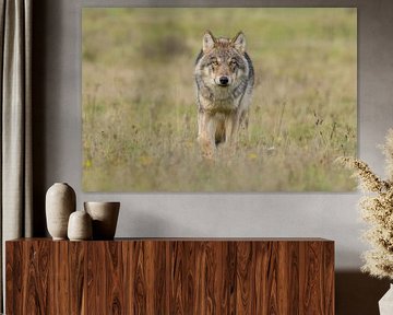 Le loup aux Pays-Bas sur Menno Schaefer