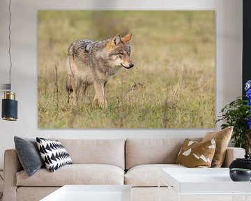 The Wolf in the Netherlands by Menno Schaefer