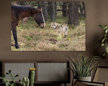 The Wolf in the Netherlands by Menno Schaefer