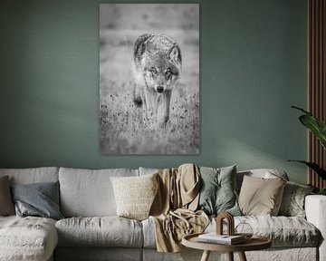 The Wolf in the Netherlands by Menno Schaefer