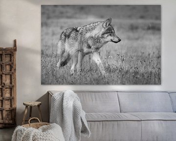 The Wolf in the Netherlands by Menno Schaefer