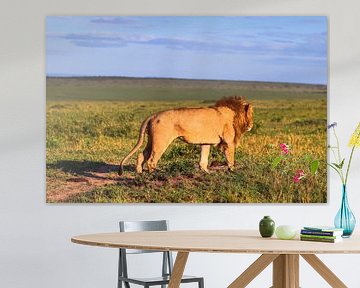 Lion walking in the Masai Mara National Reserve, Kenya von MPfoto71